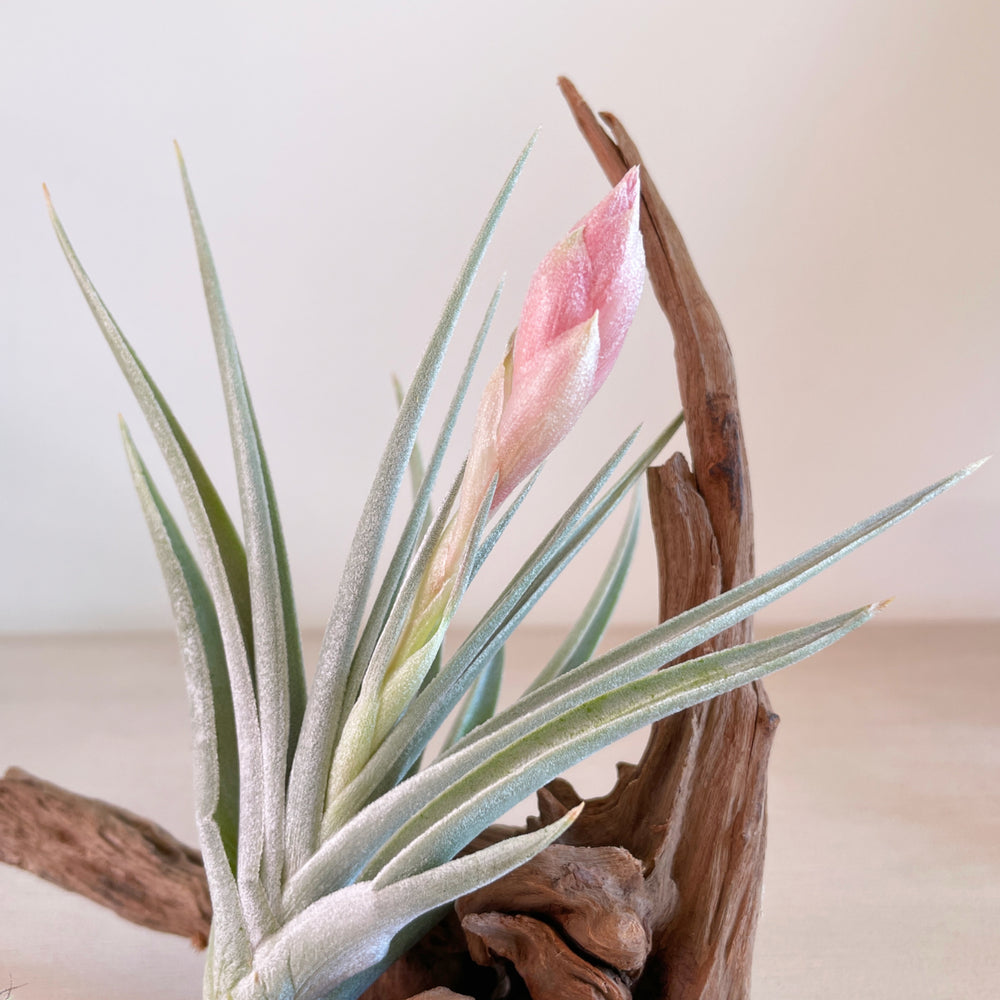 Tillandsia Jucunda x Ixioides (In Bloom)