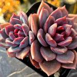 Echeveria Dark Chocolate