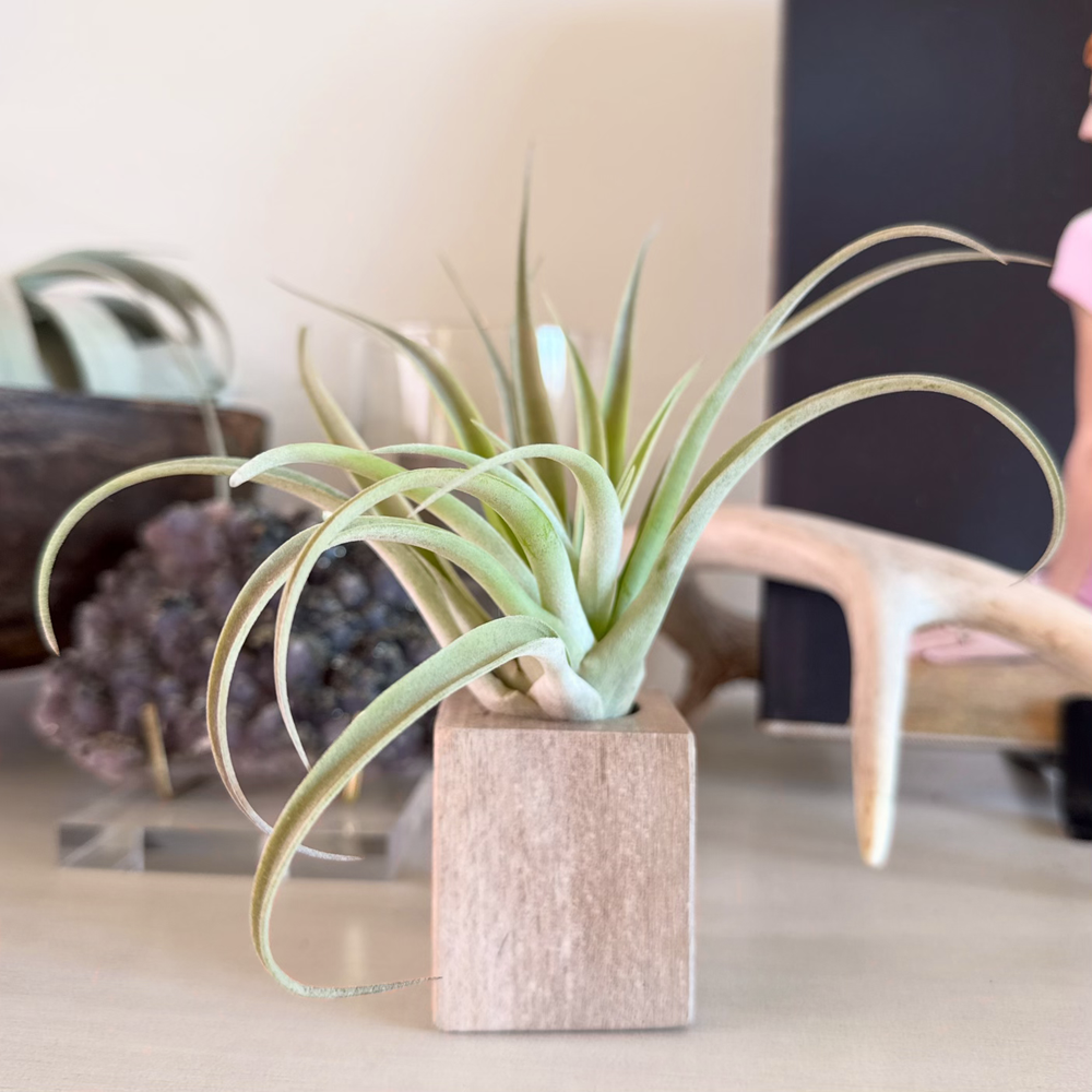 wood air plant holder Petrified Wood Air Plant Holder – Cedar Creek Farmhouse