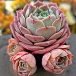 Echeveria Gold Light