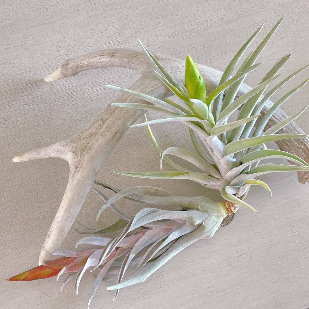 Tillandsia Harrisii (In Bloom)