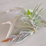 Tillandsia Harrisii (In Bloom)