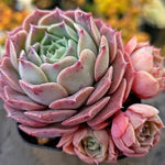 Echeveria Gold Light