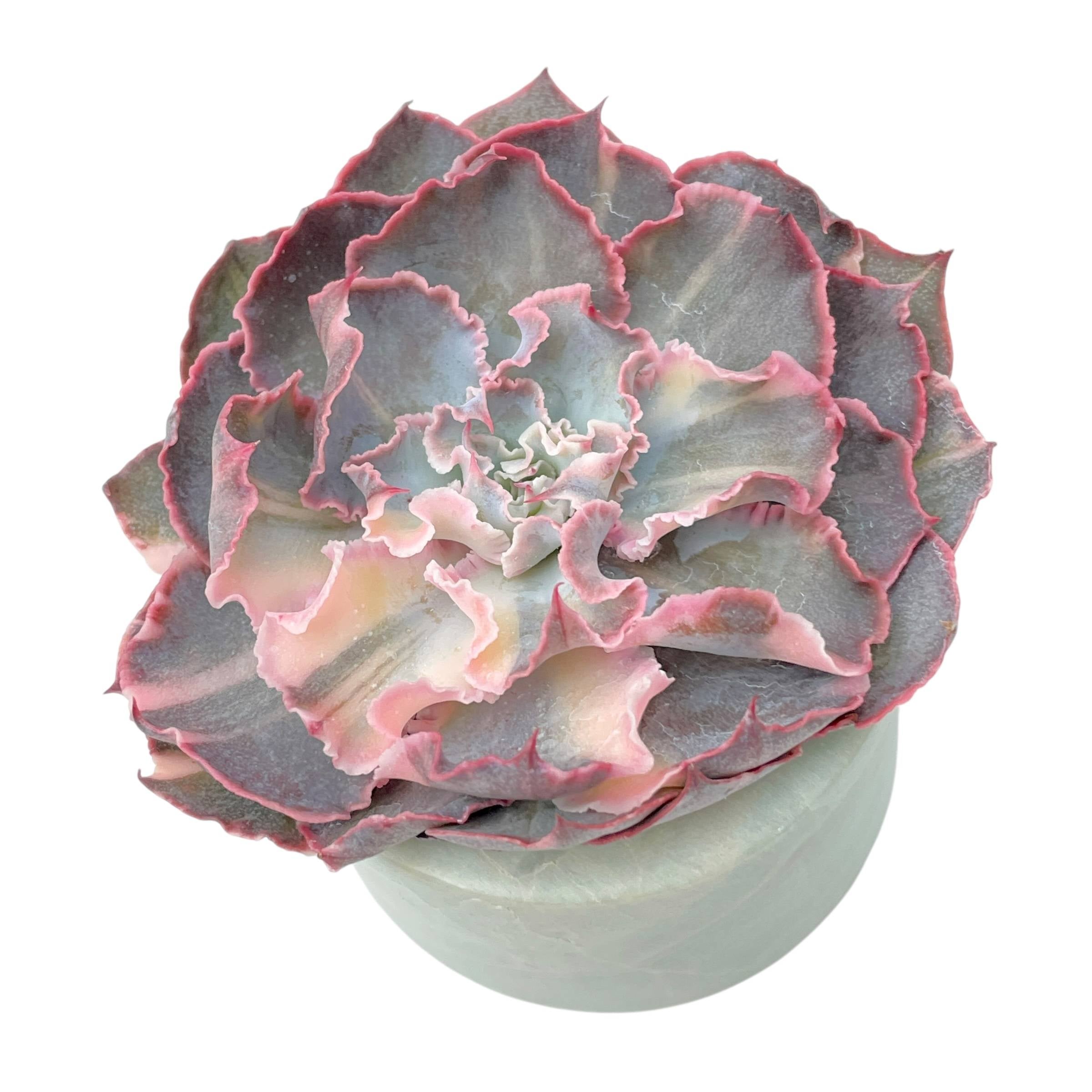SALE! Echeveria Florence, Variegata – Cedar Creek Farmhouse