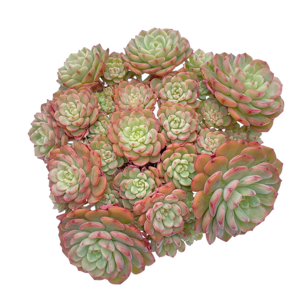 LAST CHANCE! Echeveria Sugar Baby Cluster