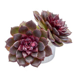 Echeveria Red Chocolate, Double