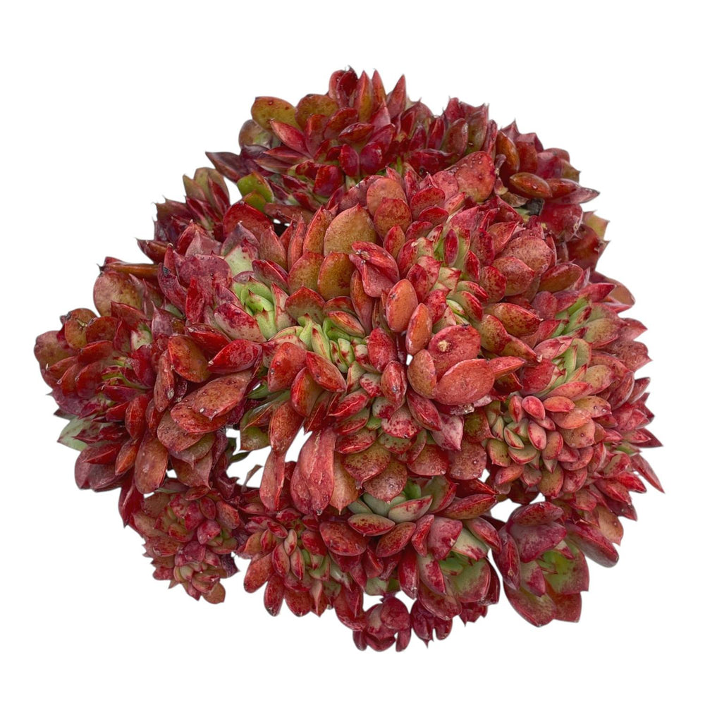 LAST CHANCE! Echeveria Emerald Isle Cristata