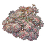 LAST CHANCE! Echeveria Amelie Cristata