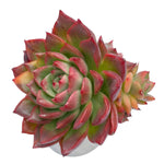 LAST CHANCE! Echeveria Floriditi, Variegata