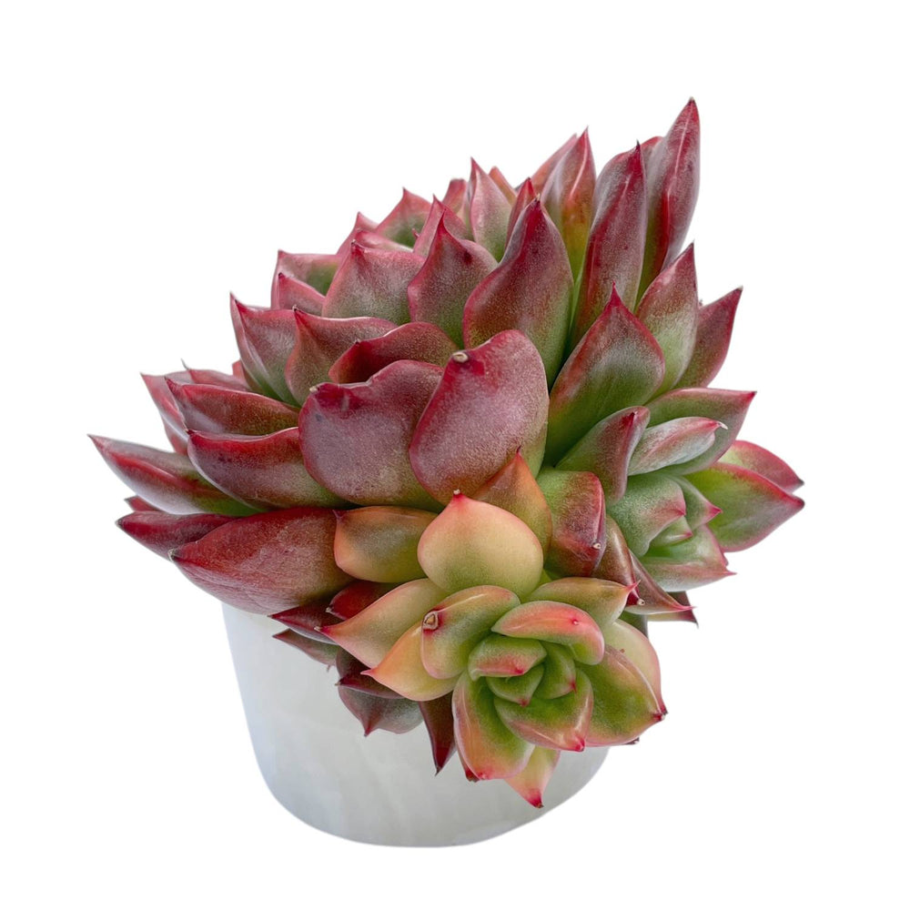 LAST CHANCE! Echeveria Floriditi, Variegata