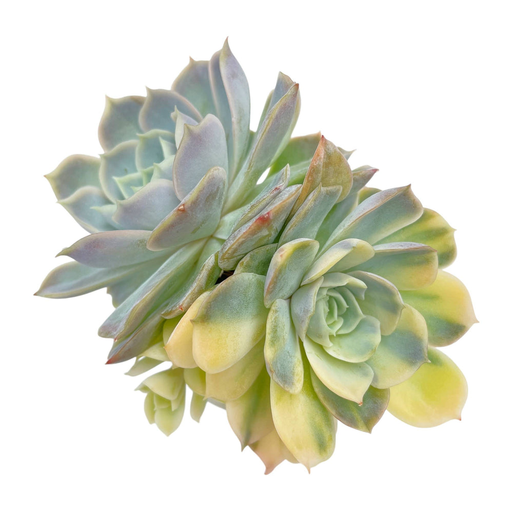 joy succulents LAST CHANCE! Echeveria Jocelyn's Joy, Variegata – Cedar Creek Farmhouse