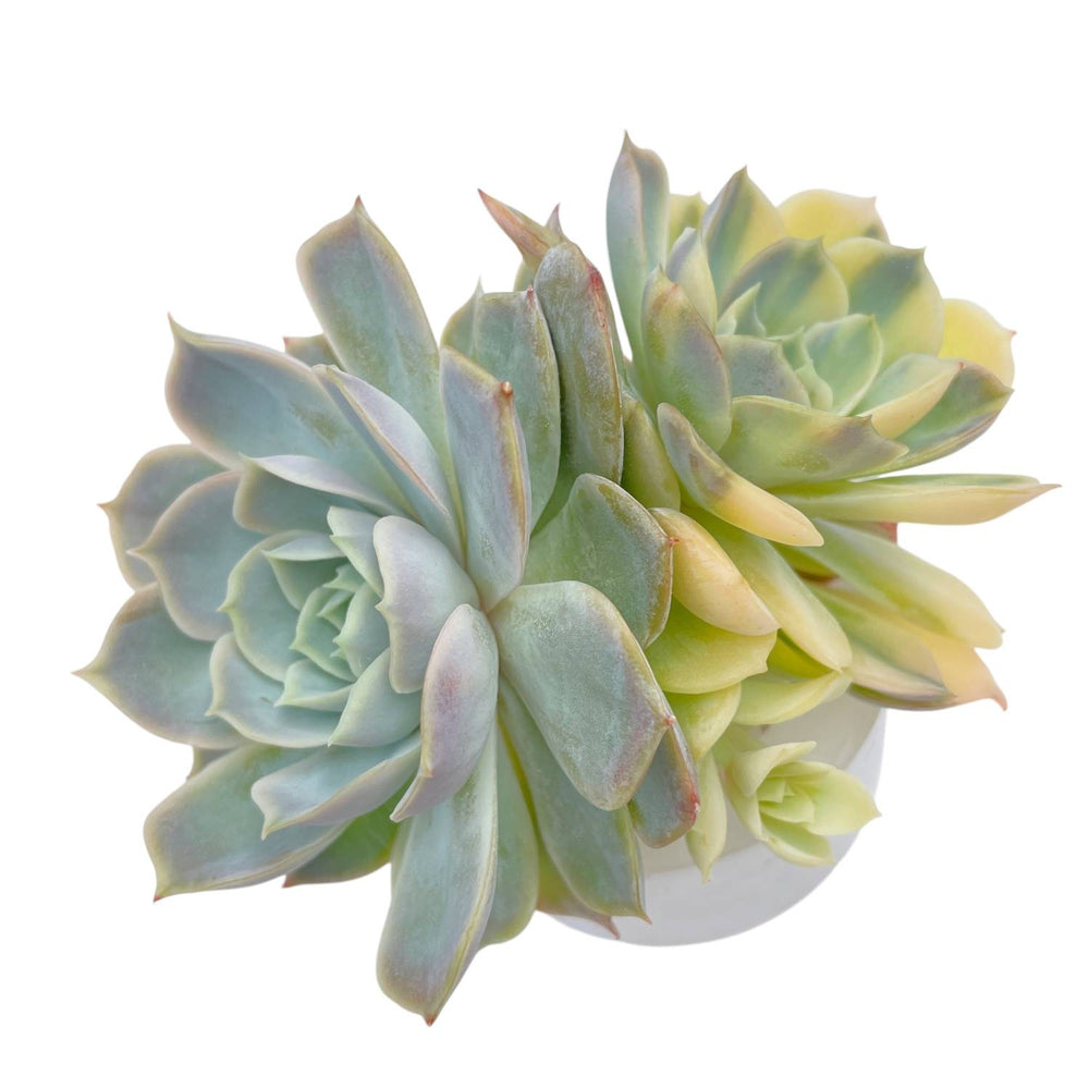 LAST CHANCE! Echeveria Jocelyn's Joy, Variegata