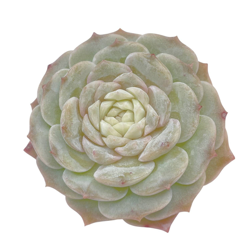 Echeveria Pure Love, Mature Specimen