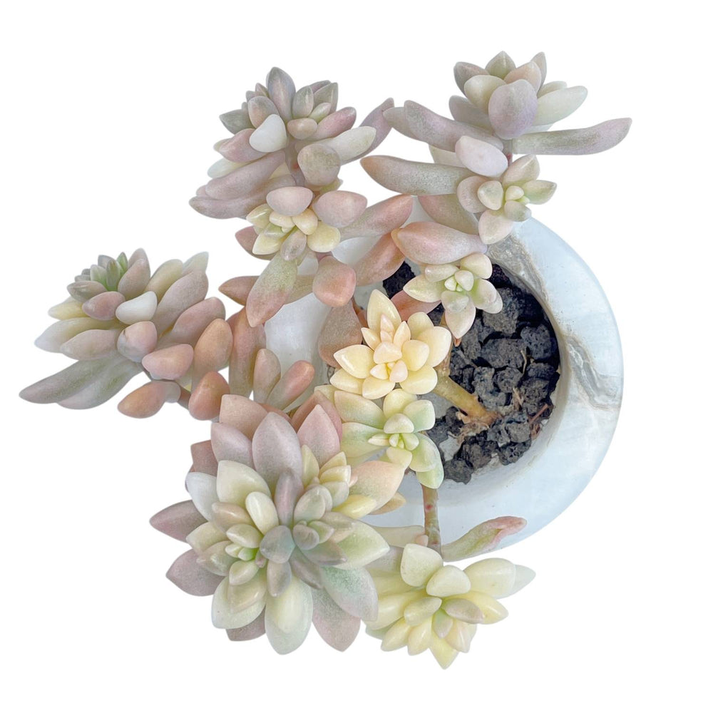 Graptopetalum Mirinae, Variegated Cluster