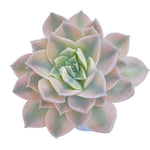 LAST CHANCE! Echeveria Anna, Variegata