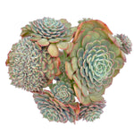 LAST CHANCE! Echeveria Sugar Baby Crested Cluster