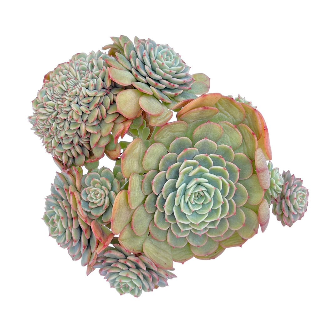 LAST CHANCE! Echeveria Sugar Baby Crested Cluster