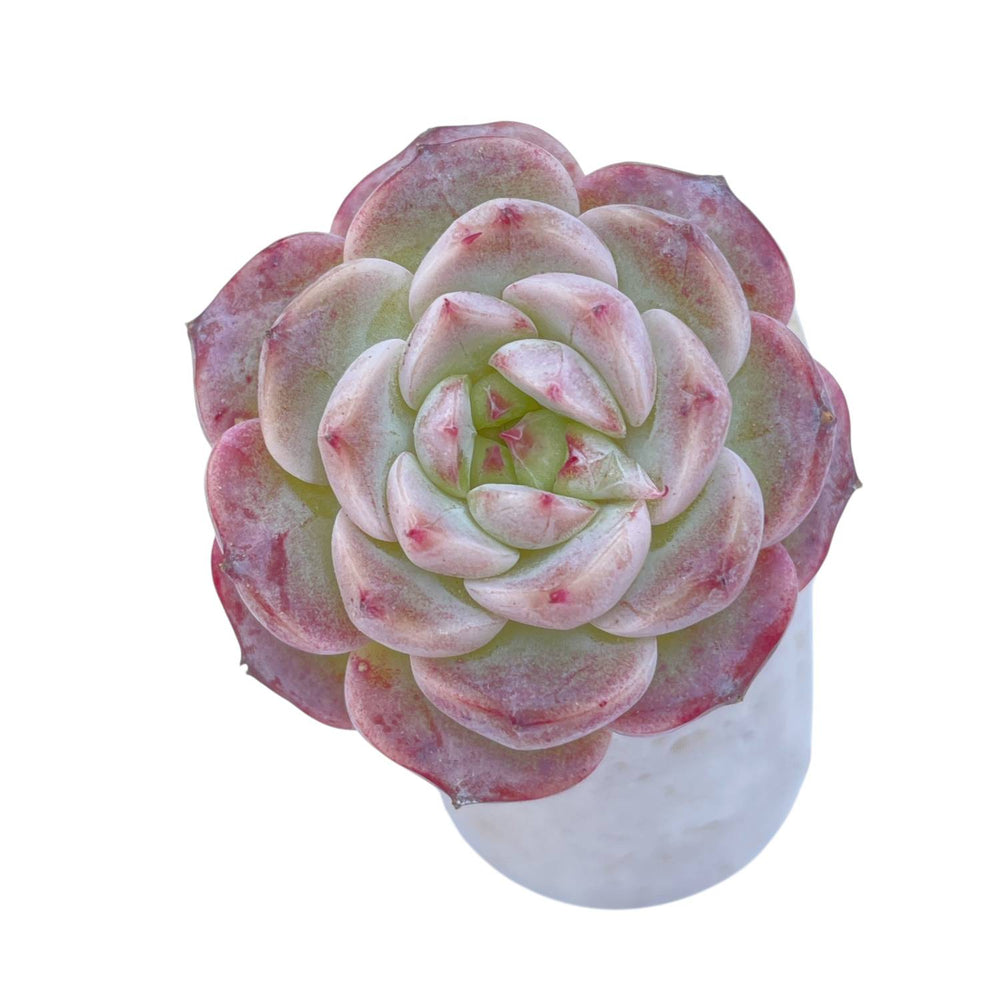 Echeveria Red Velvet