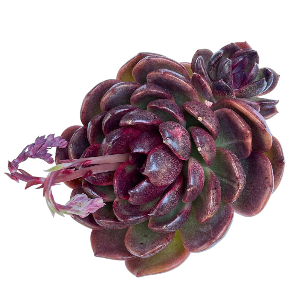 Echeveria Black Queen Hybrid, Large