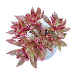 LAST CHANCE! Echeveria Subalpina Cluster, Monstrose