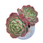 LAST CHANCE! Echeveria Love Fire, Double