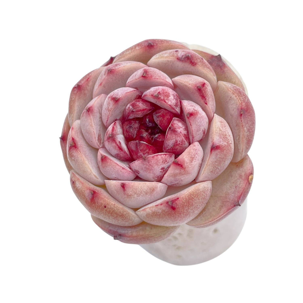 NEW! Echeveria Red Hill