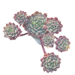 LAST CHANCE! Echeveria Chrissy n Ryan, Cluster, Lightly Variegated