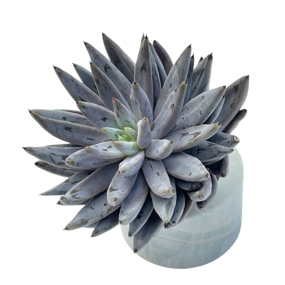 unguiculata succulent Echeveria Unguiculata – Cedar Creek Farmhouse