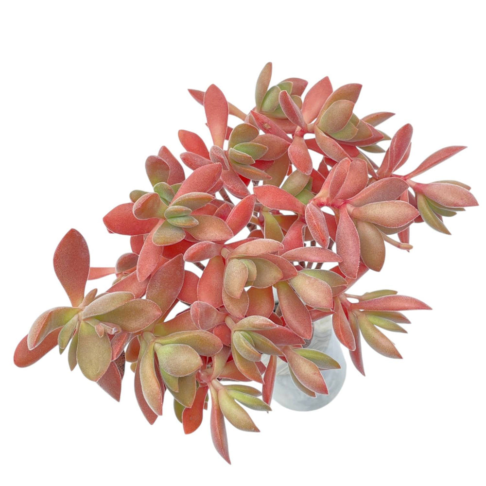 LAST CHANCE! Crassula Atropurpurea var. Watermeyeri