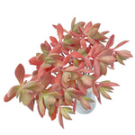 LAST CHANCE! Crassula Atropurpurea var. Watermeyeri