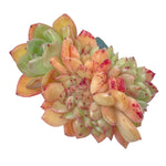 Echeveria Agavoides Hybrid Cristata