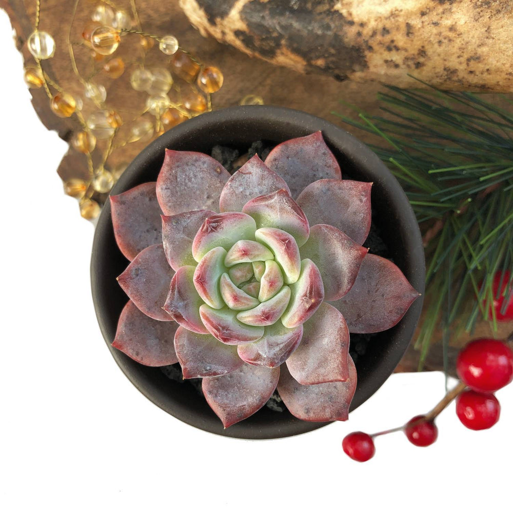 STOCKING STUFFER SALE! Echeveria Sp.