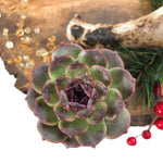 STOCKING STUFFER SALE! Echeveria Sp.