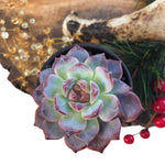 STOCKING STUFFER SALE! Echeveria Sp.