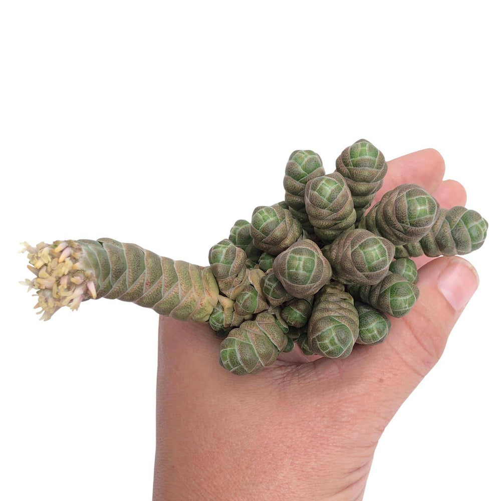 Crassula Barklyi, Large Cluster