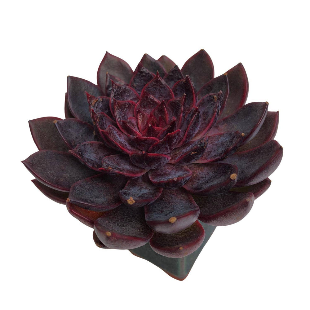 Echeveria Black Knight Hybrid