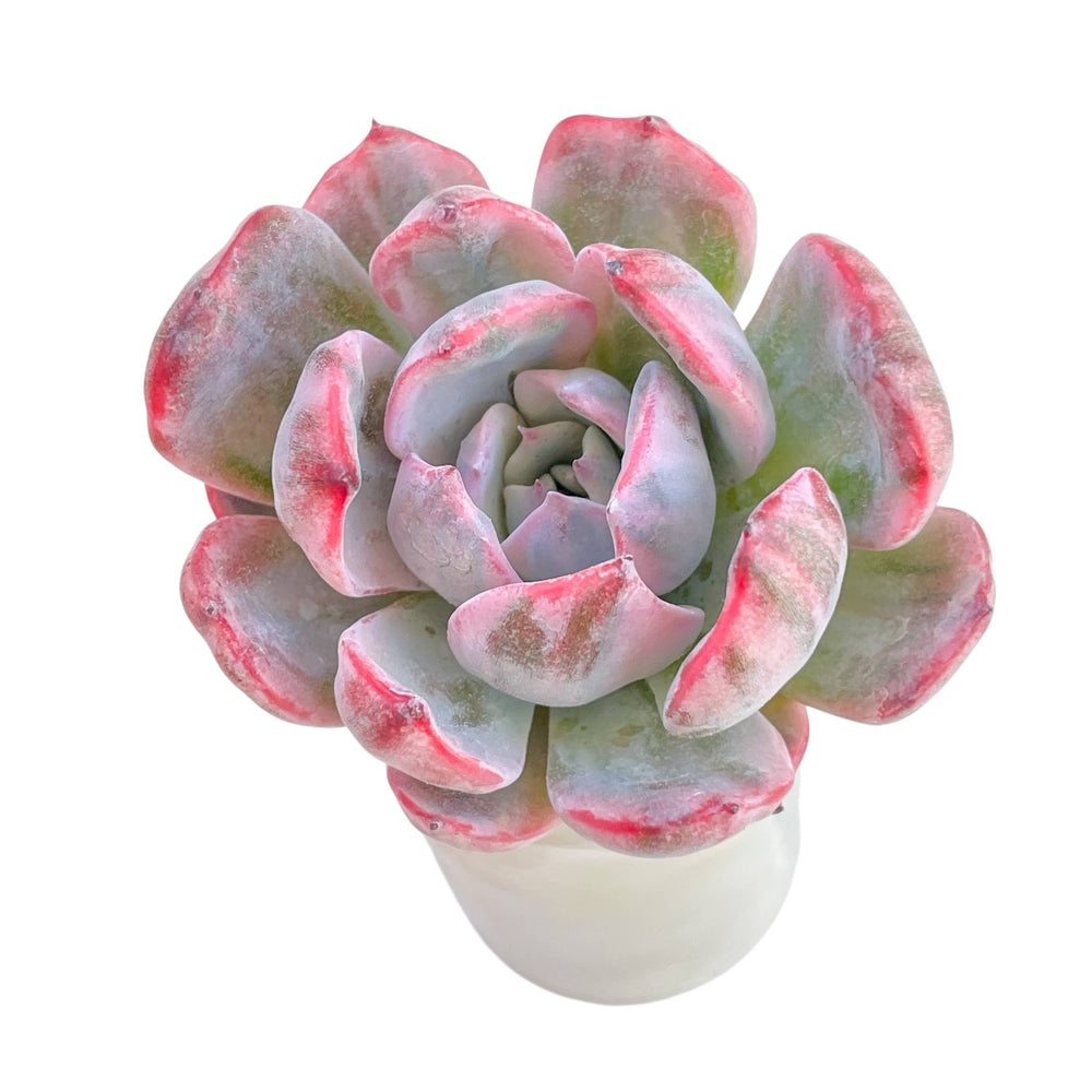 Echeveria Laulensis, Variegata – Cedar Creek Farmhouse
