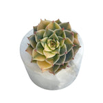 LAST CHANCE! Echeveria Halbingeri, Variegata