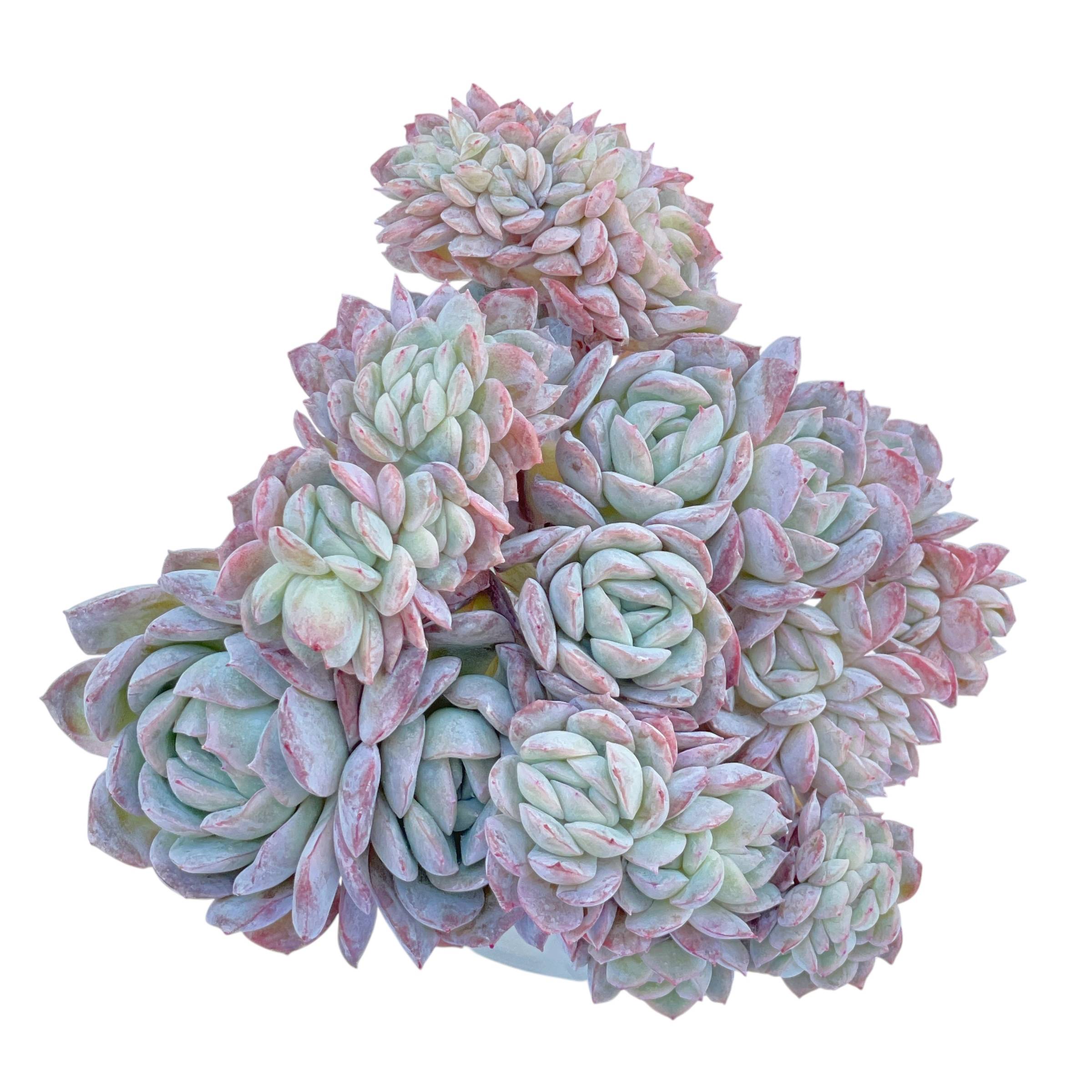 suryeon succulent Echeveria Suryeon Cluster