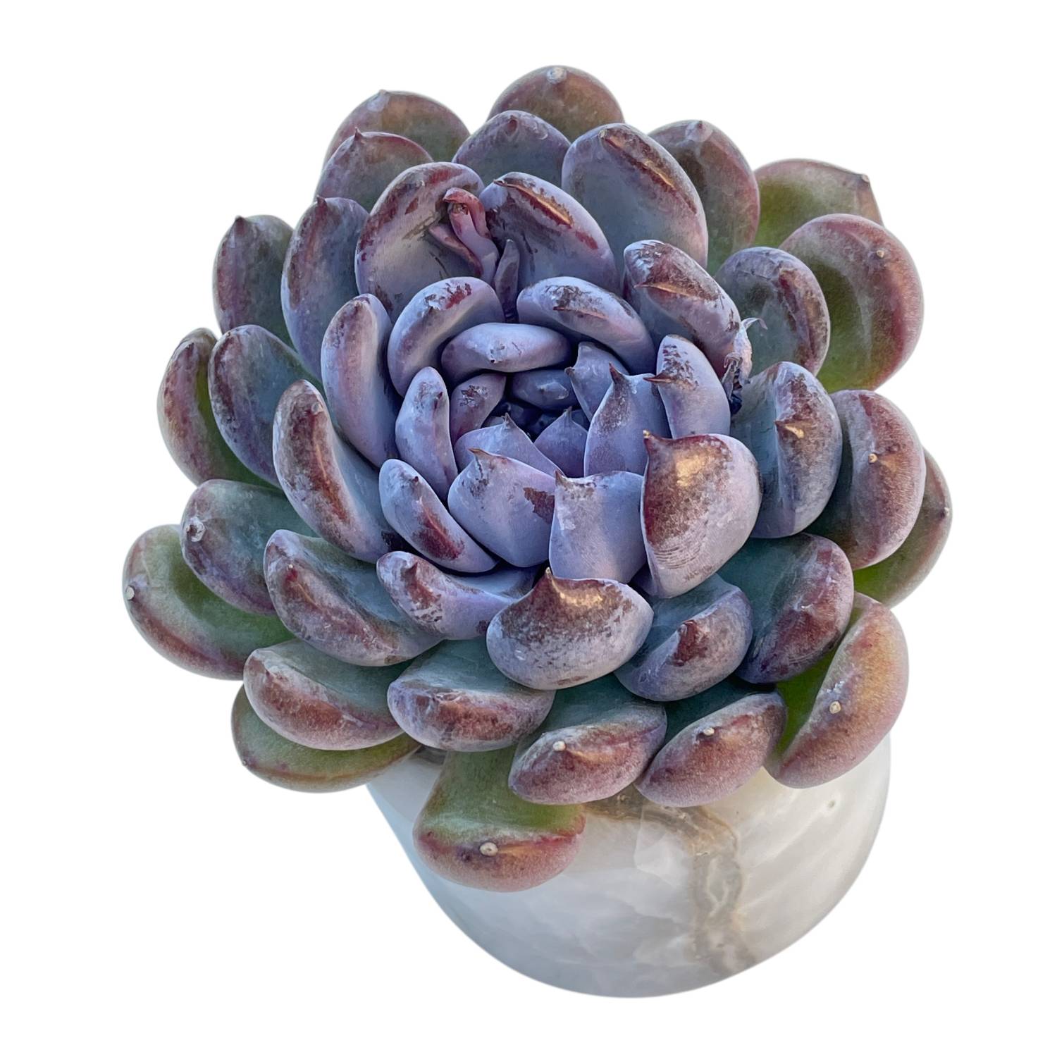 gemstone succulent Echeveria Gemstone – Cedar Creek Farmhouse