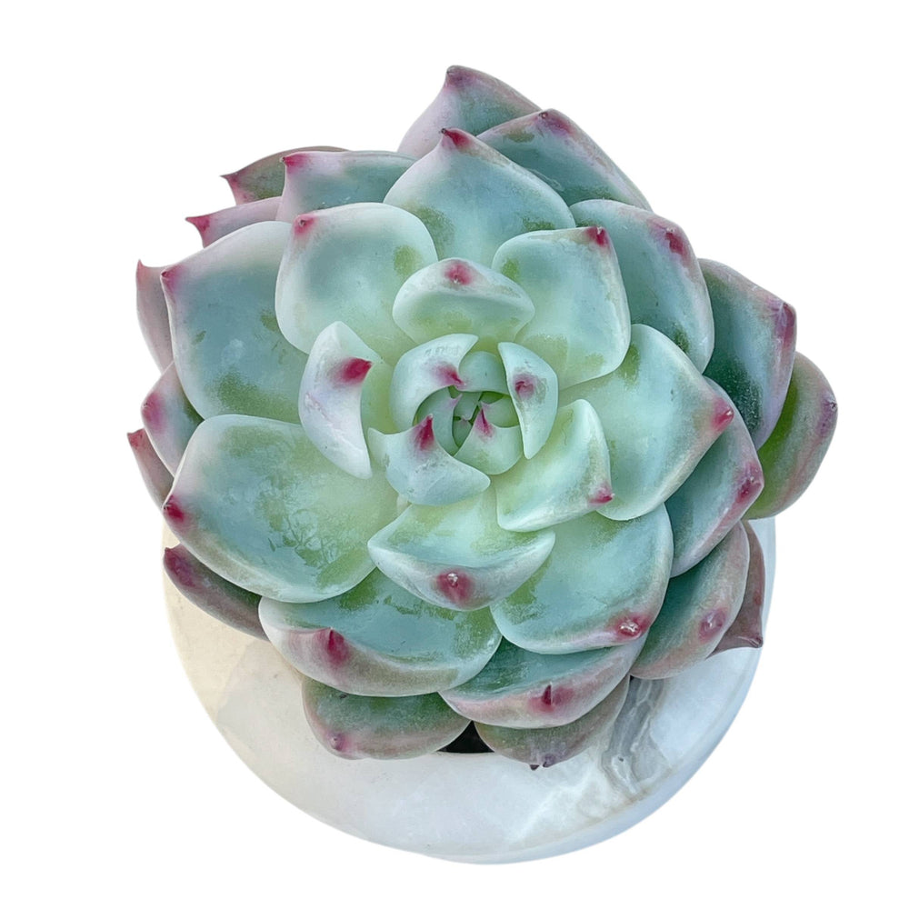 SPECIAL! JUST CART! Echeveria Chihuahuaensis Variegata