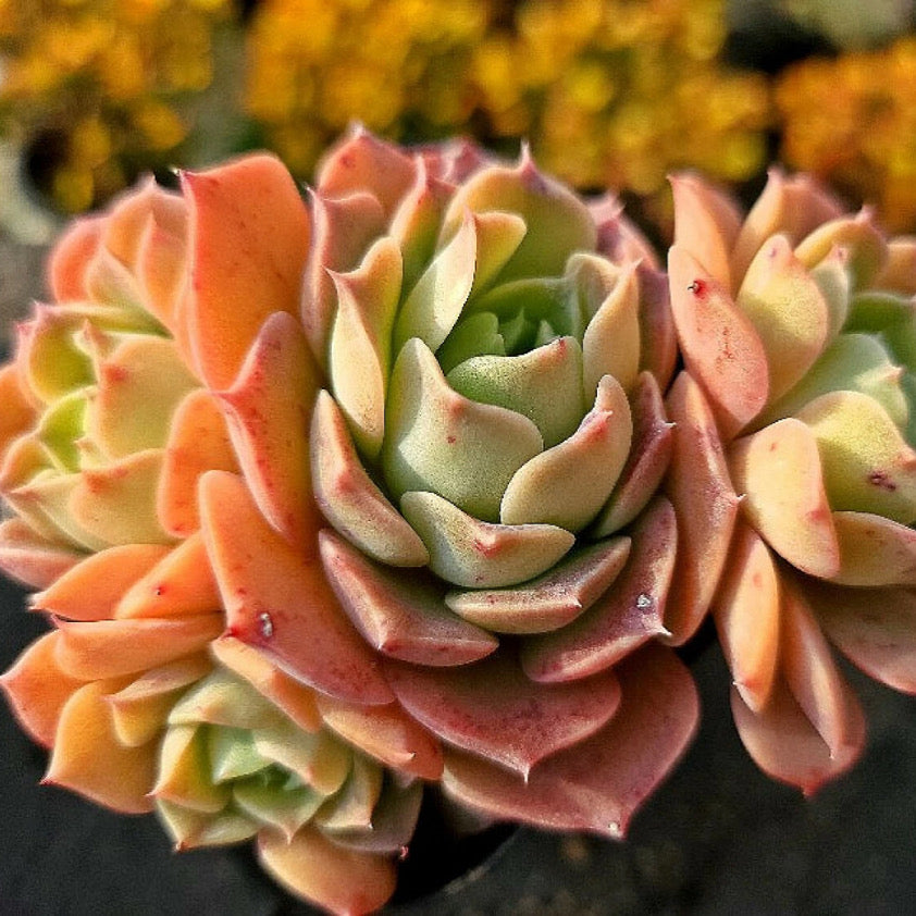 Echeveria Gold Light