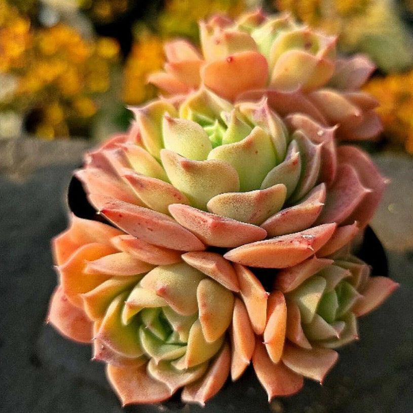 Echeveria Gold Light