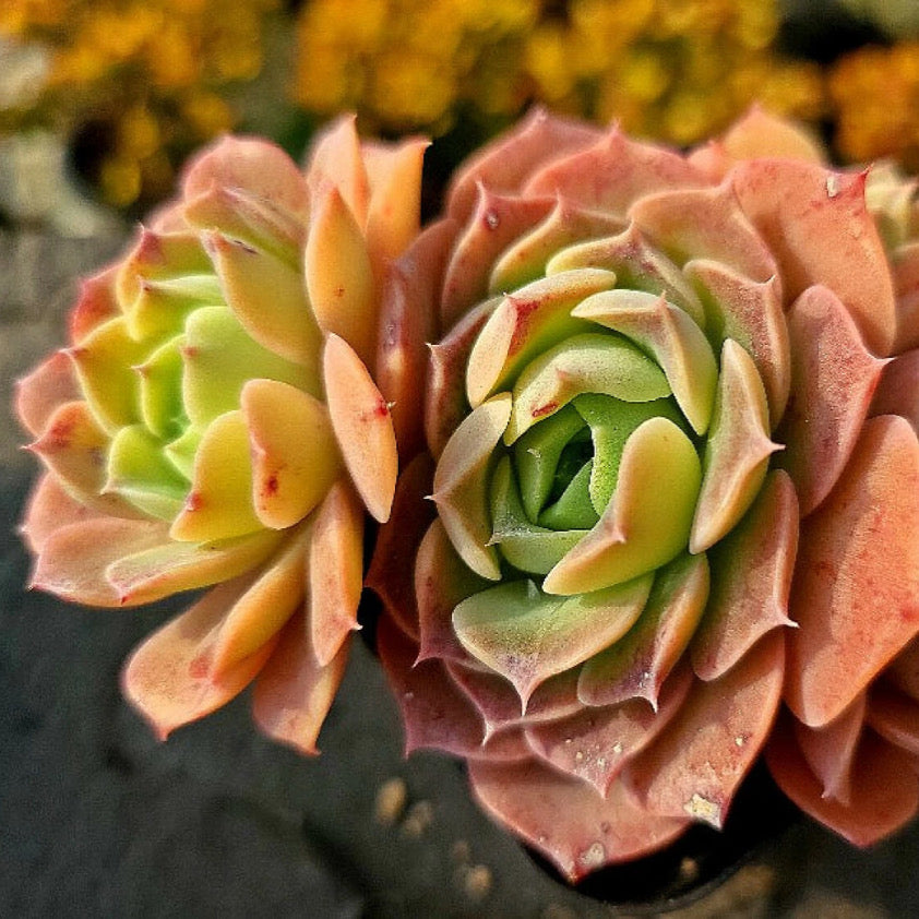 Echeveria Gold Light