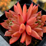 Echeveria Golden Bear