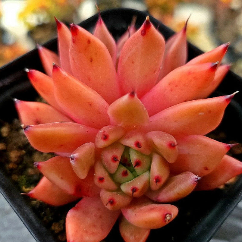 Echeveria Golden Bear