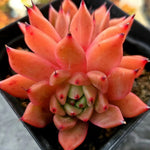 Echeveria Golden Bear