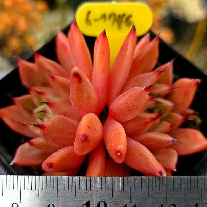 Echeveria Golden Bear