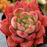 Echeveria Glam Pink