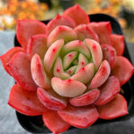 Echeveria Glam Pink